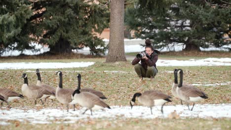 A-single-woman-photographer-captures-a-walking-group-of-Canadian-Geese-in-Colorado