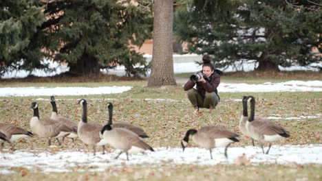 Una-Fotógrafa-Soltera-Captura-A-Un-Grupo-De-Gansos-Canadienses-Caminando-En-Colorado.