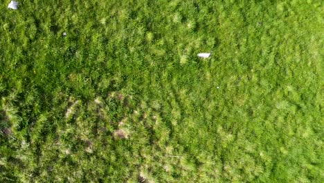 Vista-Aérea-De-Vacas-En-Un-Paisaje