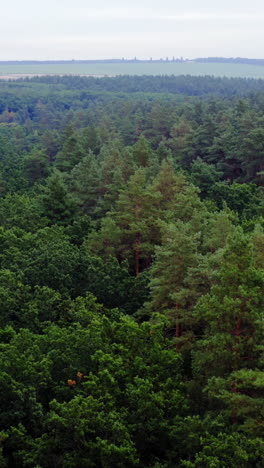 summer woodland. flying over the top trees of green forest in the morning. green landscape. aerial view. slow motion. vertical video