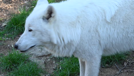 lobo polar mira a su alrededor en un bosque francés, parque zoológico, mamífero ártico