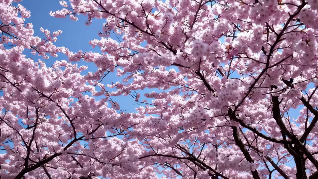 Pink Cherry Blossoms Against a Blue Sky