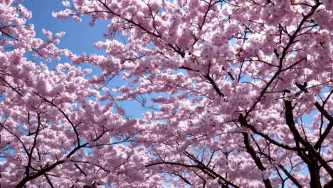 las flores de cereza rosadas contra un cielo azul