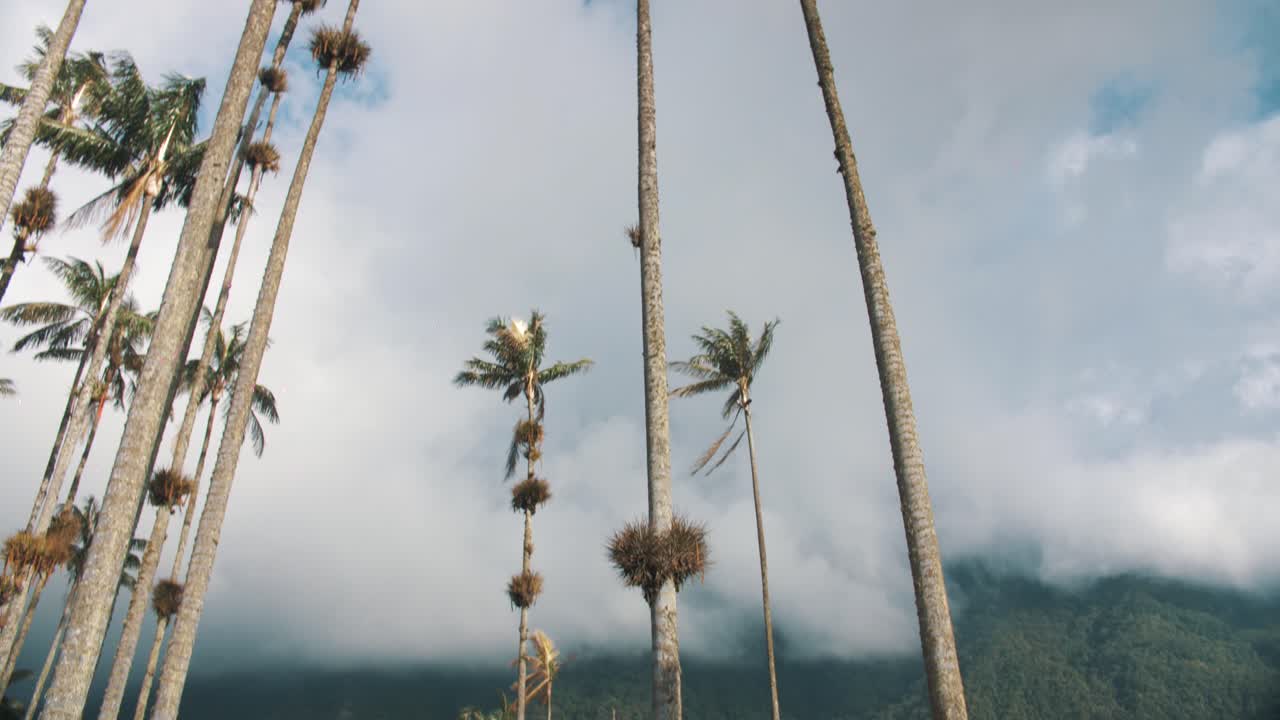 vista de palmeras altas en el valle de cocora, colombia en américa del sur