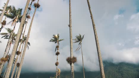 tall palm trees view in cocora valley, colombia in south america