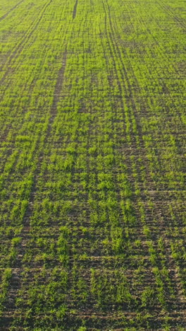 green wheat field