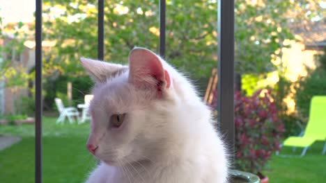 beautiful white cat with brown spot on head sitting in garden setting and looking around curiously