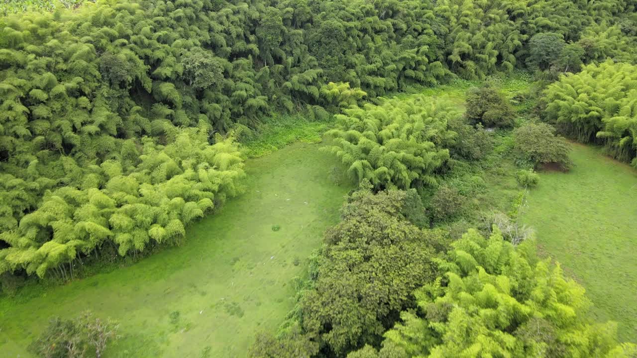 콜롬비아의 강, 나무, 동물 및 자연