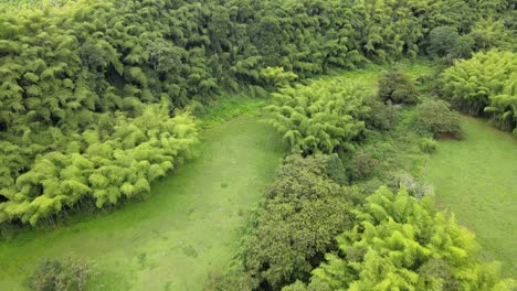 rivers, trees, animals and nature of colombia