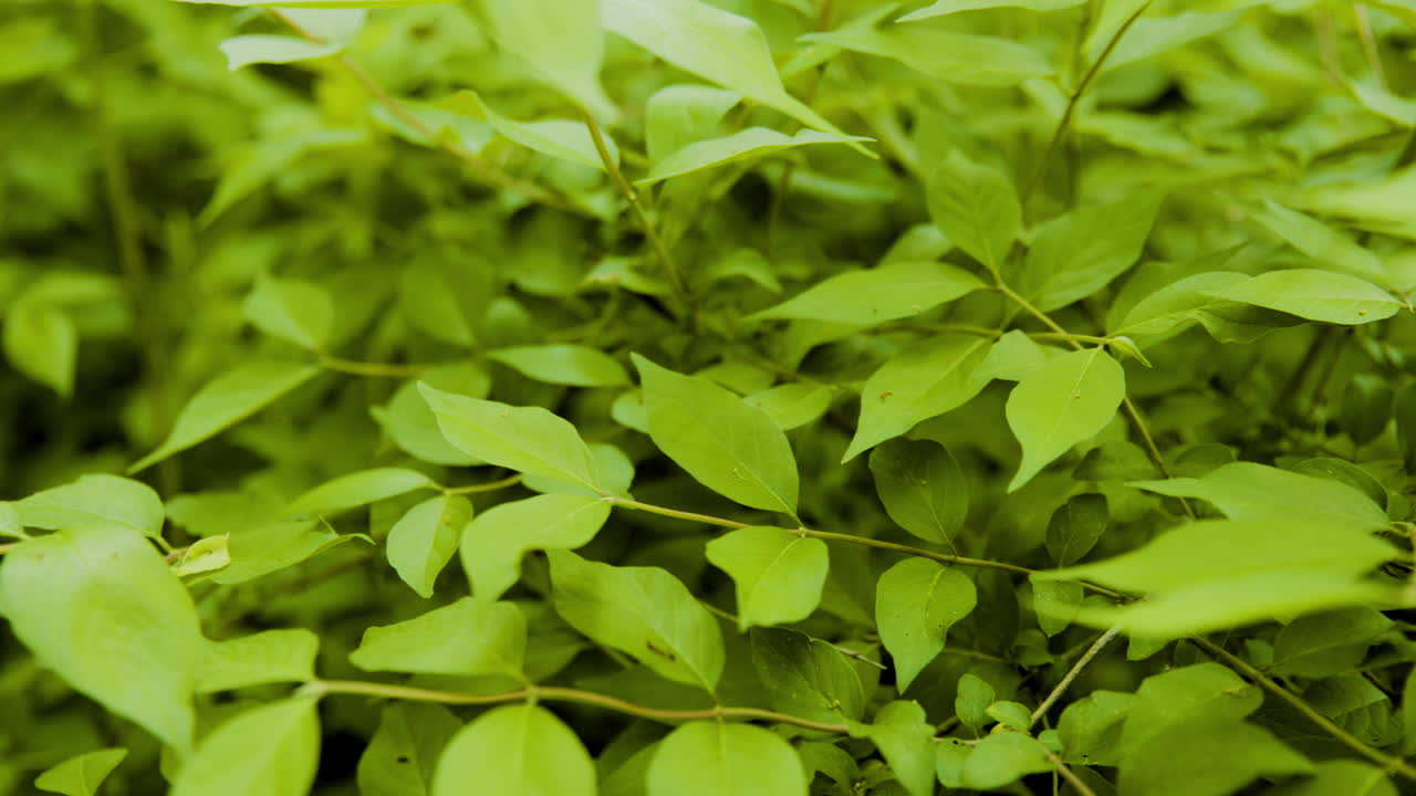 cacerola lenta sobre las hojas en el bosque que sopla suavemente en el viento