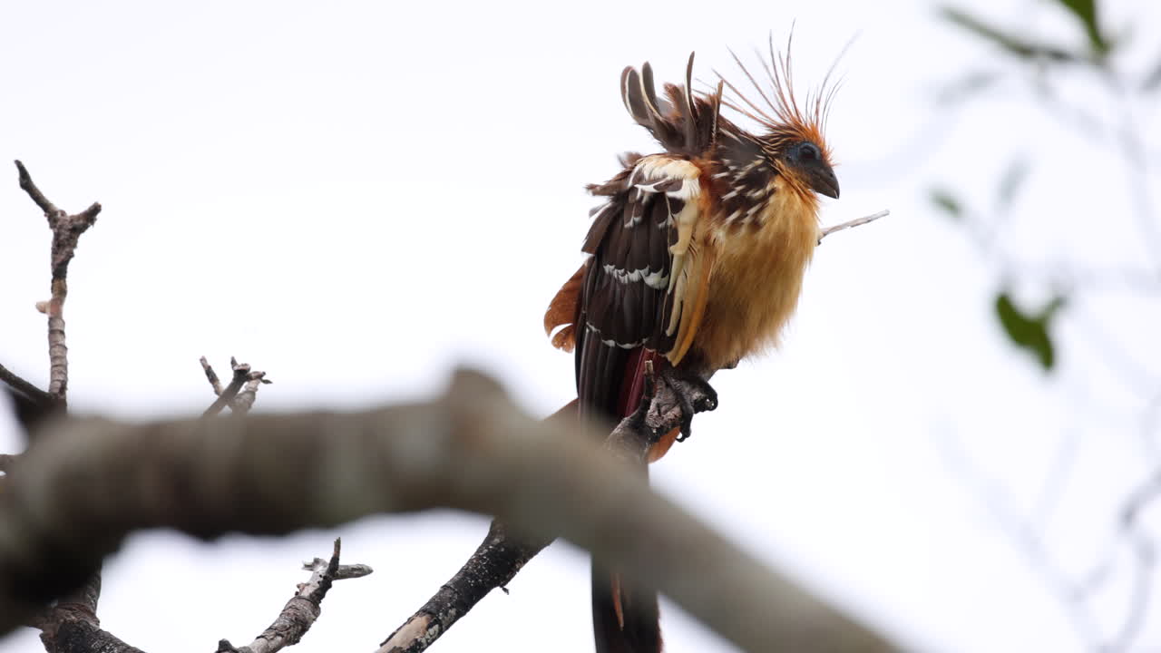 un solo pájaro tropical que sopla en el viento.
