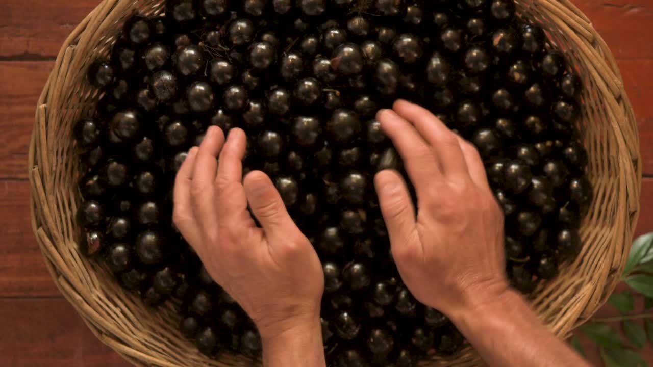 cosecha de la jabuticaba comestible de sabor dulce, fruto de la jabuticabeira o uva brasileña