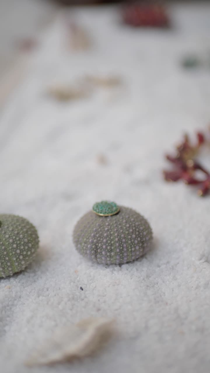 Decorative Sea Urchin Shells on White Sand with Coral in Background