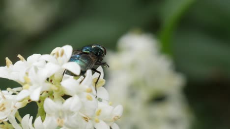 close up shot of a green fly sitting on a white flower or blossom cleaning itself and flying away to leave the frame on the right