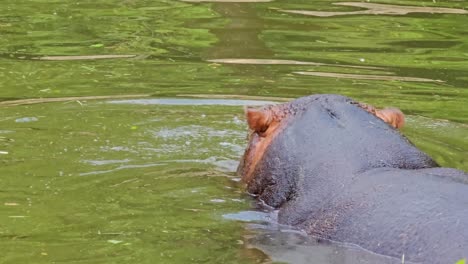 Cerrar-Hipopótamo-Bucear-Nadando-En-Agua-Verde-Pantano-Abrir-La-Boca-Y-Sacudir-Los-Ojos