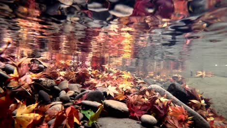 rocky riverbed with autumn maple leaves under the clear water of river