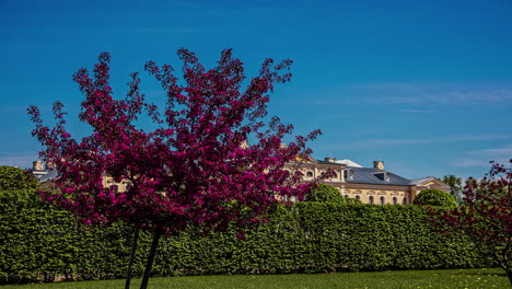 Timelapse-De-Flores-En-El-árbol-En-El-Parque-Con-Cielo-Azul