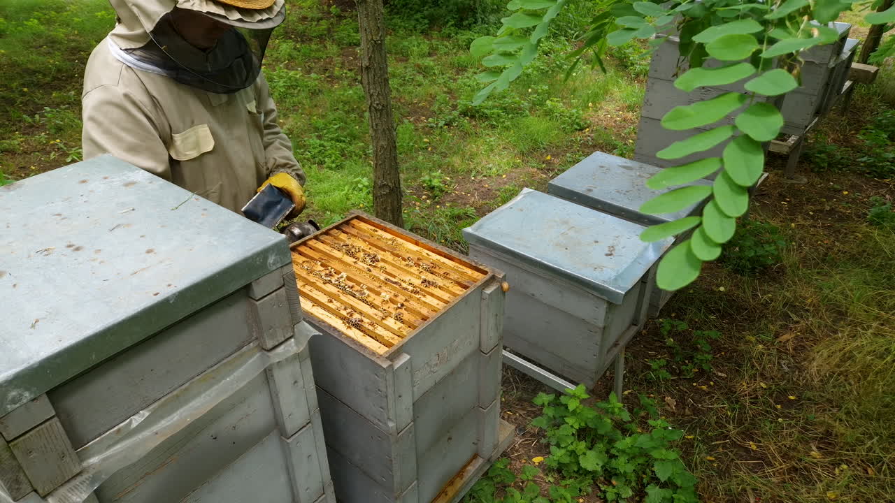 Beekeeper using smoker to calm the bees and moving a hive box