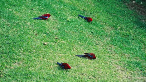 Crimson-Rosella-Platycercus-Loro-Nativo-De-La-Isla-Norfolk-En-El-Césped-Verde