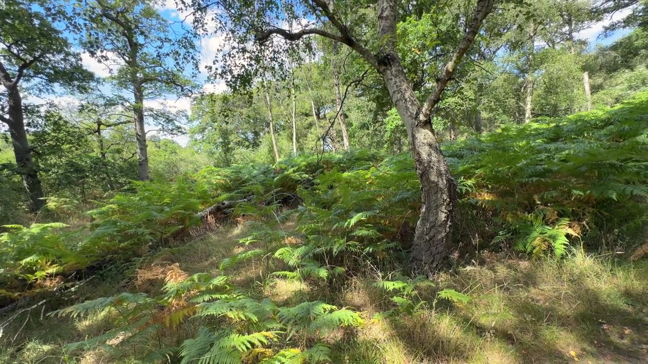 Bosco lussureggiante e verde estivo con luce solare che proietta ombre su alberi e felci, Warwickshire, Inghilterra
