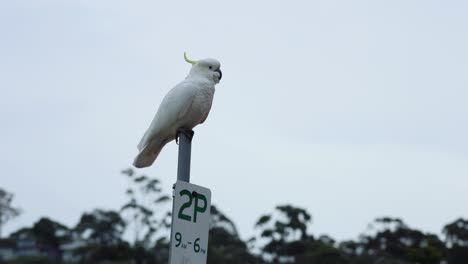 cockatoo resting on a parking signpost