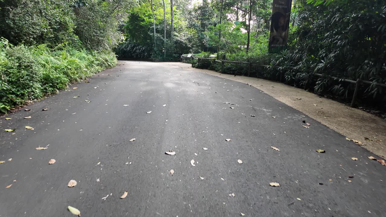 푸른 숲을 가로지르는 길