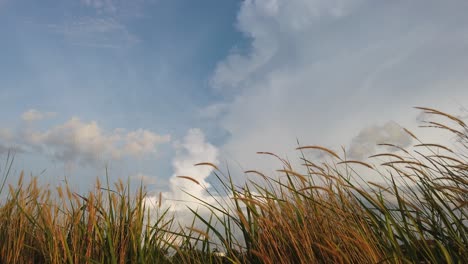 the grass in the wind against the clear sky background