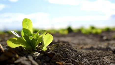 Beautiful-little-lettuces-growing-on-plantation-in-Spain