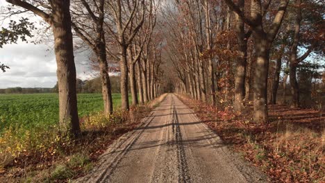 sandy dirt road through a lane of trees without leafs and agrarian field aside