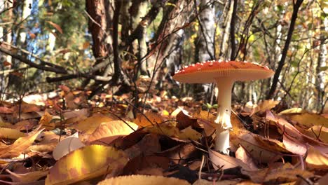 阿曼尼塔·马斯卡里亚 (amanita mascaria) <unk>猎人手接近,显示森林中危险的毒<unk>