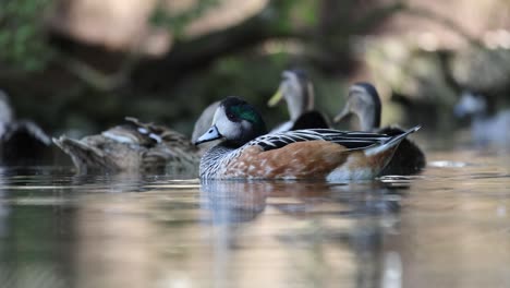 Weibliche-Und-Männliche-Enten-Ruhen-Im-Wasser-Des-Teiches-An-Sonnigen-Tagen-In-Der-Wildnis-Österreichs,-Aus-Nächster-Nähe