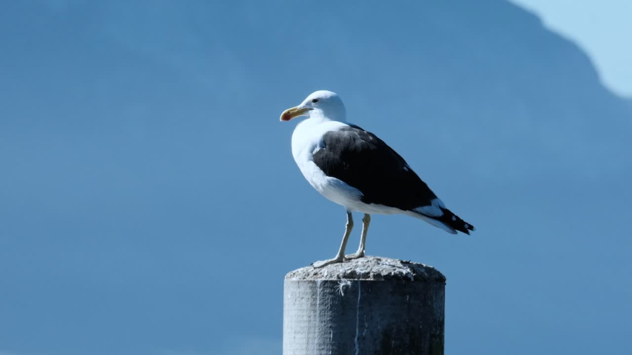 A seagull sits on a wooden pylon at a harbor
