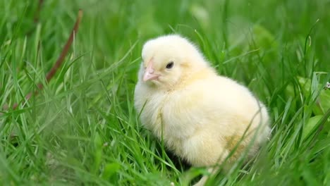 A yellow chick in green grass