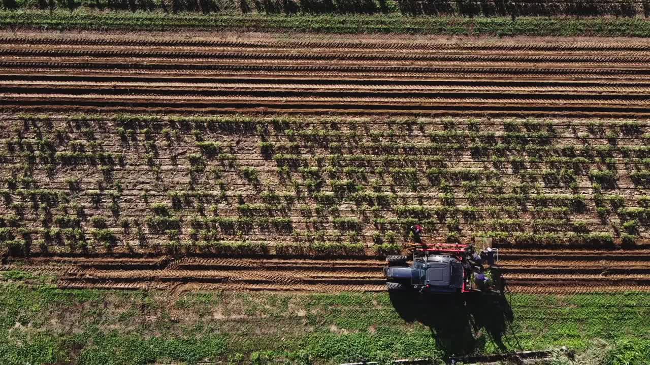 ⁇ 빛 아래에서 재배 한 후 식물 을 수집 하는 트랙터 를 가진 농부 팀 의 공중 직선 아래 로