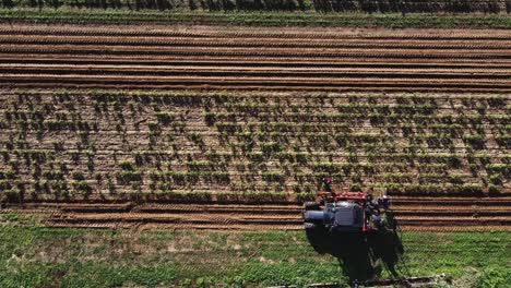 aérea recta hacia abajo del equipo de agricultores con tractor recolectando plantas después del cultivo a la luz del sol
