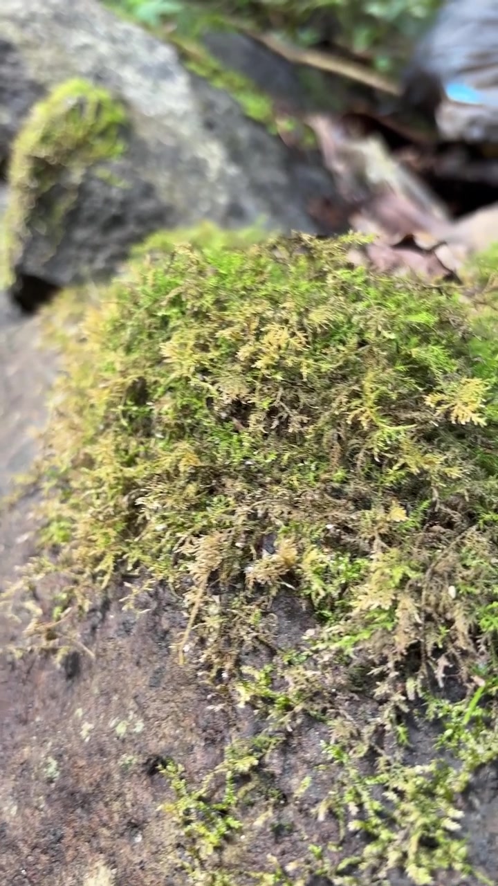 Primo piano di muschio verde che cresce su una roccia nella foresta