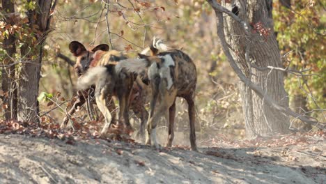 slow motion clip of an african wild dog pack playing after finishing a kill, khwai botswana