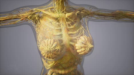 Modelo-Que-Muestra-La-Anatomía-De-La-Ilustración-Del-Cuerpo-Humano