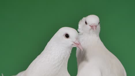 pair of pigeons with beautiful white plumage are posing in the studio on a green screen chroma key. real thoroughbred pigeons, isolated. bird heads close up. slow motion