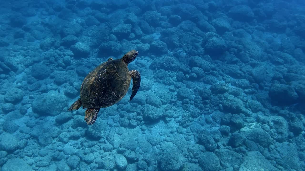 Beautiful Sea Green Turtle gliding flying through the water - Underwater