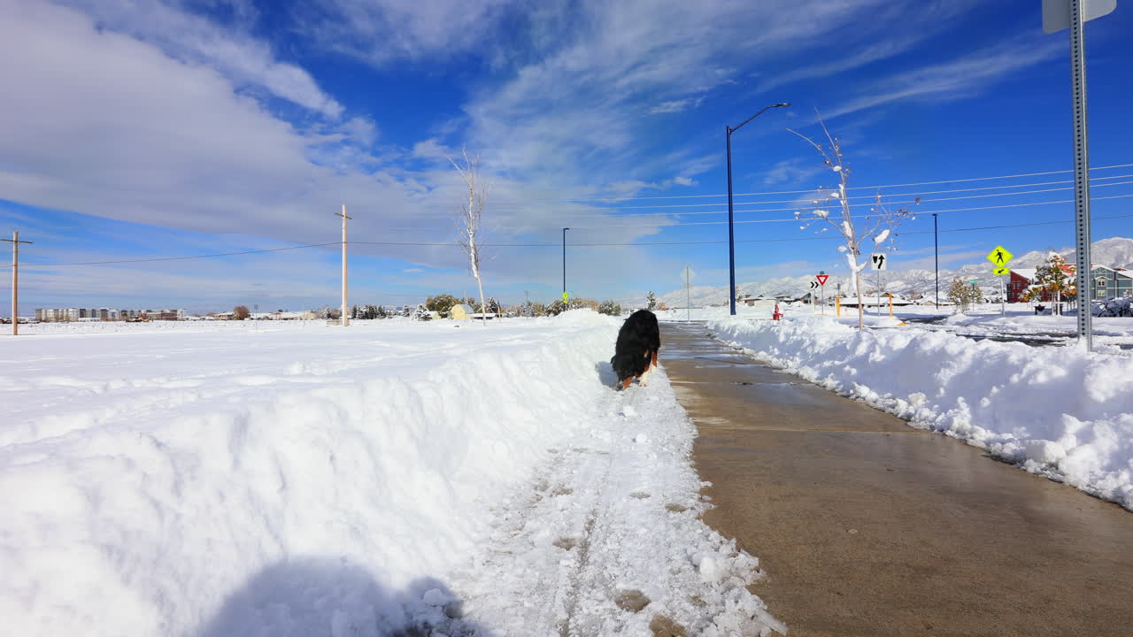 perro pastor australiano olfateando nieve en la pasarela en montana, cámara lenta, 4k