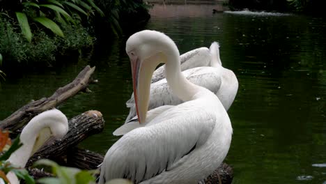 pelicanos limpiando sus plumas