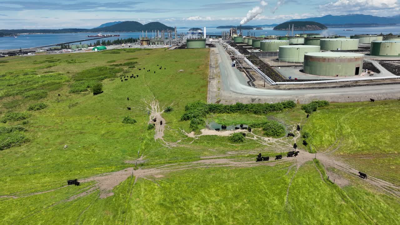 정유 공장 근처에서 먹이를 먹고 있는 소 떼의 넓은 설정 샷