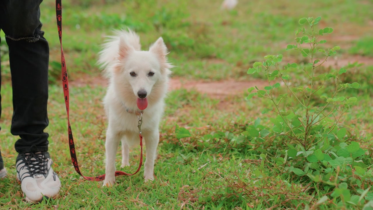 Curious dog investigating grassy area. Pet examines clover patches with eager curiosity in park setting. White dog attentively sniffs ground near owner while exploring park grass and clover patches