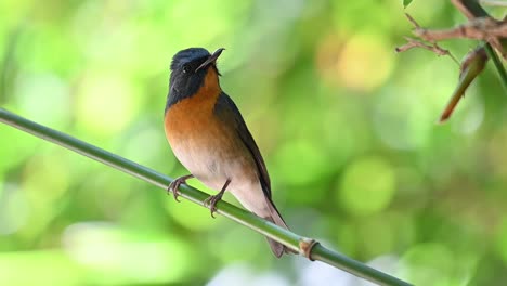 chinese blue flycatcher, cyornis glaucicomans, thailand