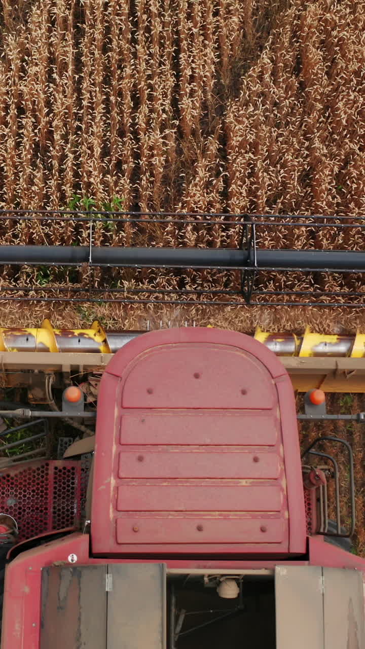 Ripe wheat crop mixed with some green weeds being mown by the modern machine harvester. View from above on the quickly rotating cutting mechanism in front of the combine. Vertical video