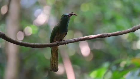 food in the mouth, tosses it to adjust to be eaten, blue-bearded bee-eater nyctyornis athertoni, thailand