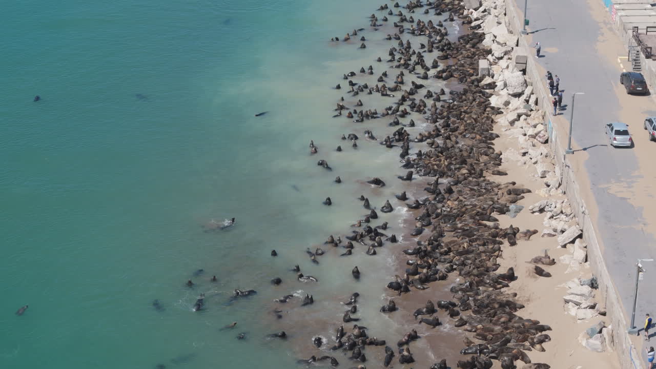 воздушные кадры, показывающие тысячи мелких тюленей вдоль побережья некочеа, аргентина, как они греются на солнце и движутся вдоль скалистой береговой линии в потрясающем естественном зрелище