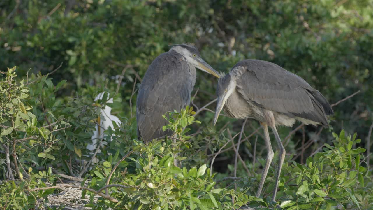 Two juvenile herons rest and groom each other in thick green brush at the edge of a rookery