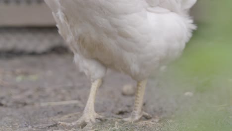 close-up of a white chicken's legs